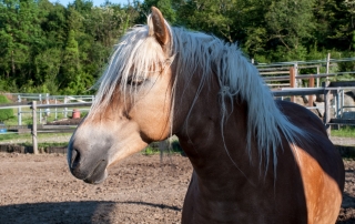 Cavallo 2